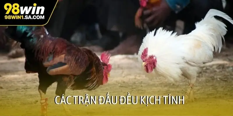 Các trận đấu đều kịch tính