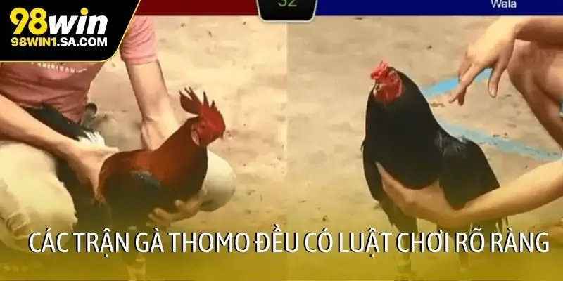 Các trận gà Thomo đều có luật chơi rõ ràng