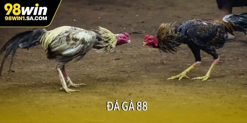 Đá gà 88