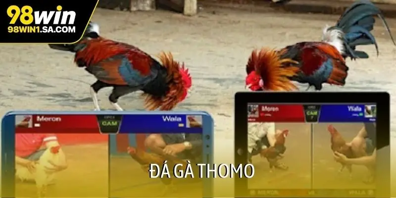 Đá gà Thomo