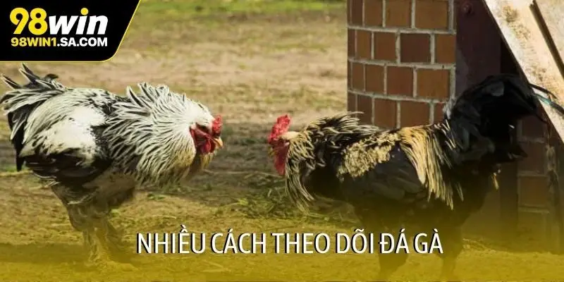 Nhiều cách theo dõi đá gà
